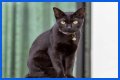 Can a Bombay cat have green eyes? – Janet-Panic.com